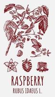 Vector drawings of Raspberry. Hand drawn illustration. Latin name RUBUS IDAEUS L.