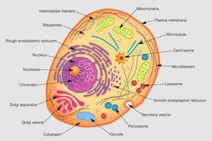 The graphic shows the elements of a human cell. Vector image