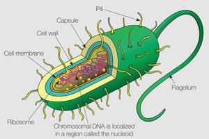 The graphic shows the parts of a bacterium cell. Vector image