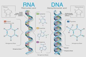 Chart shows the difference between Ribonucleic acid and Deoxyribonucleic acid. Vector image