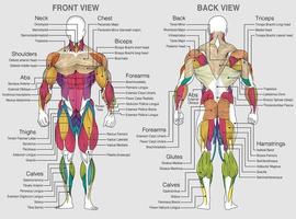 The chart shows the muscles of the human body with their names on a gray background. Vector image