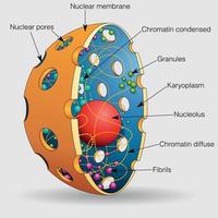 The graphic shows the elements of the nucleus of a human cell with their names. Vector image