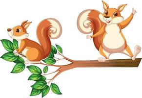 Squirrels on the tree branch vector