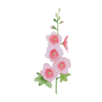 Watercolor mallow illustration png