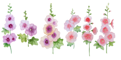 Watercolor mallow illustration png