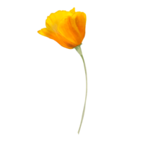 Watercolor orange california poppy png