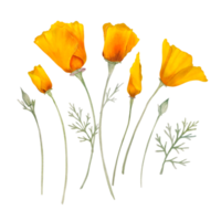 waterverf oranje Californië papaver png