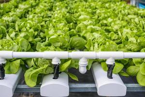 planta de ensalada de lechuga de hojas verdes orgánicas frescas en sistema de granja de vegetales hidropónicos foto