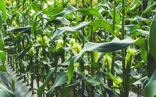 Corn plant with green leaves growth in agriculture field outdoor photo