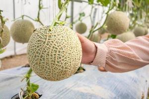 Woman hand hold Fresh green Japanese cantaloupe melons plants growing in organic greenhouse garden photo