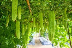 Bitter melon or Momordica charantia plant in organic garden photo