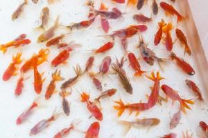 peces dorados a la venta en la vista superior del acuario foto