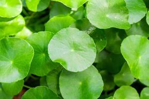 Herbal medicine leaves nature background of Centella asiatica known as gotu kola photo