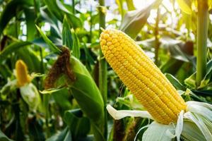 Corn cob with green leaves growth in agriculture field outdoor photo