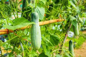 Green cucumber growing in organic garden photo