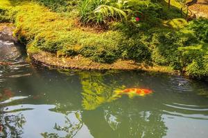 colorful fancy carps koi fish in garden pond photo