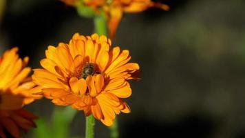 abeja en una caléndula naranja, flores de caléndula officinalis video