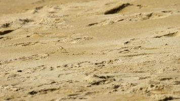 um caranguejo fantasma cavando areia para fazer um buraco na praia video