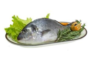 Raw dorado on the plate and white background photo