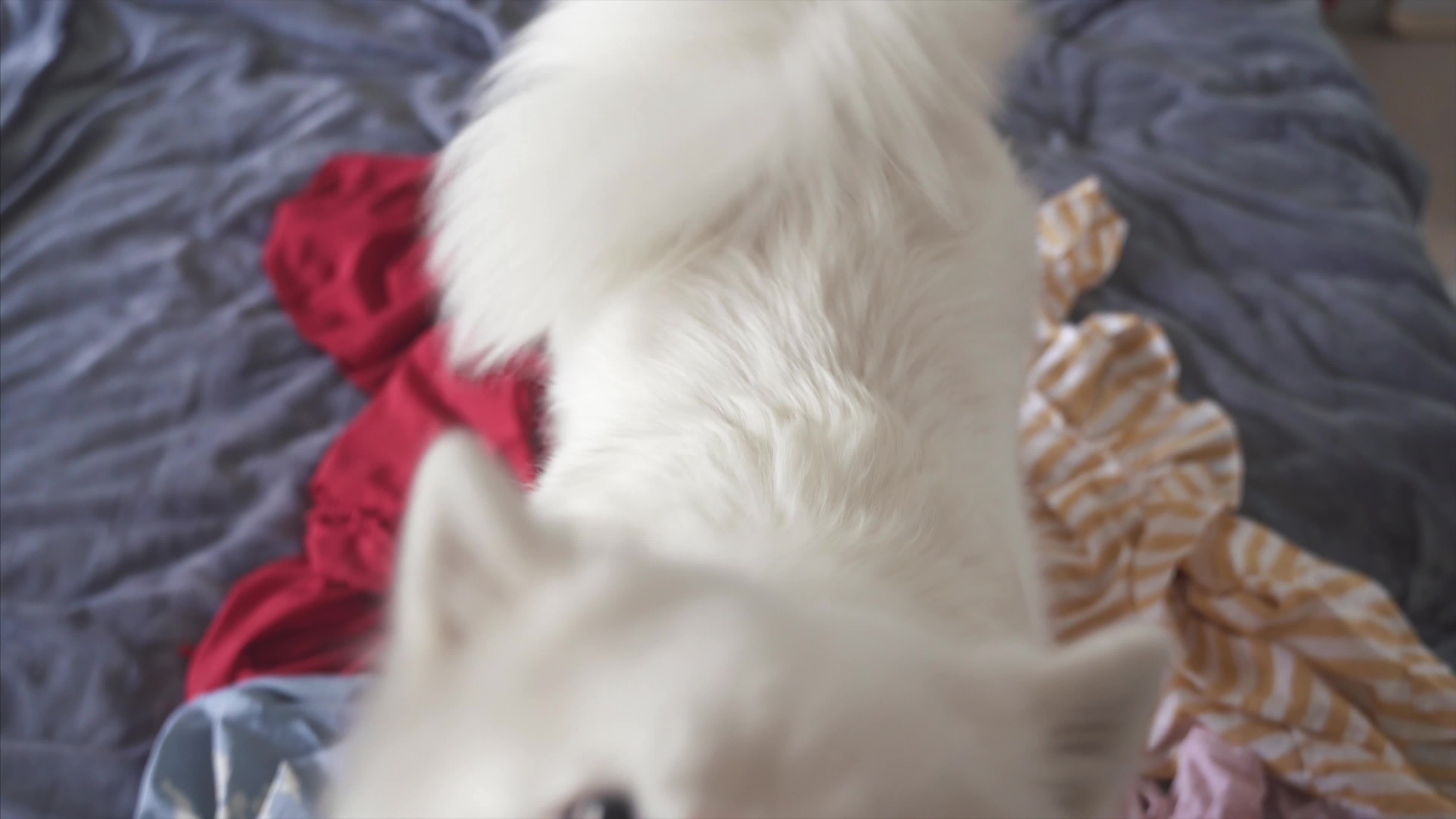 Cute white furry dog messing around on bed 12073429 Stock Video at Vecteezy