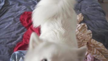 schattig wit harig hond knoeien in de omgeving van Aan bed video