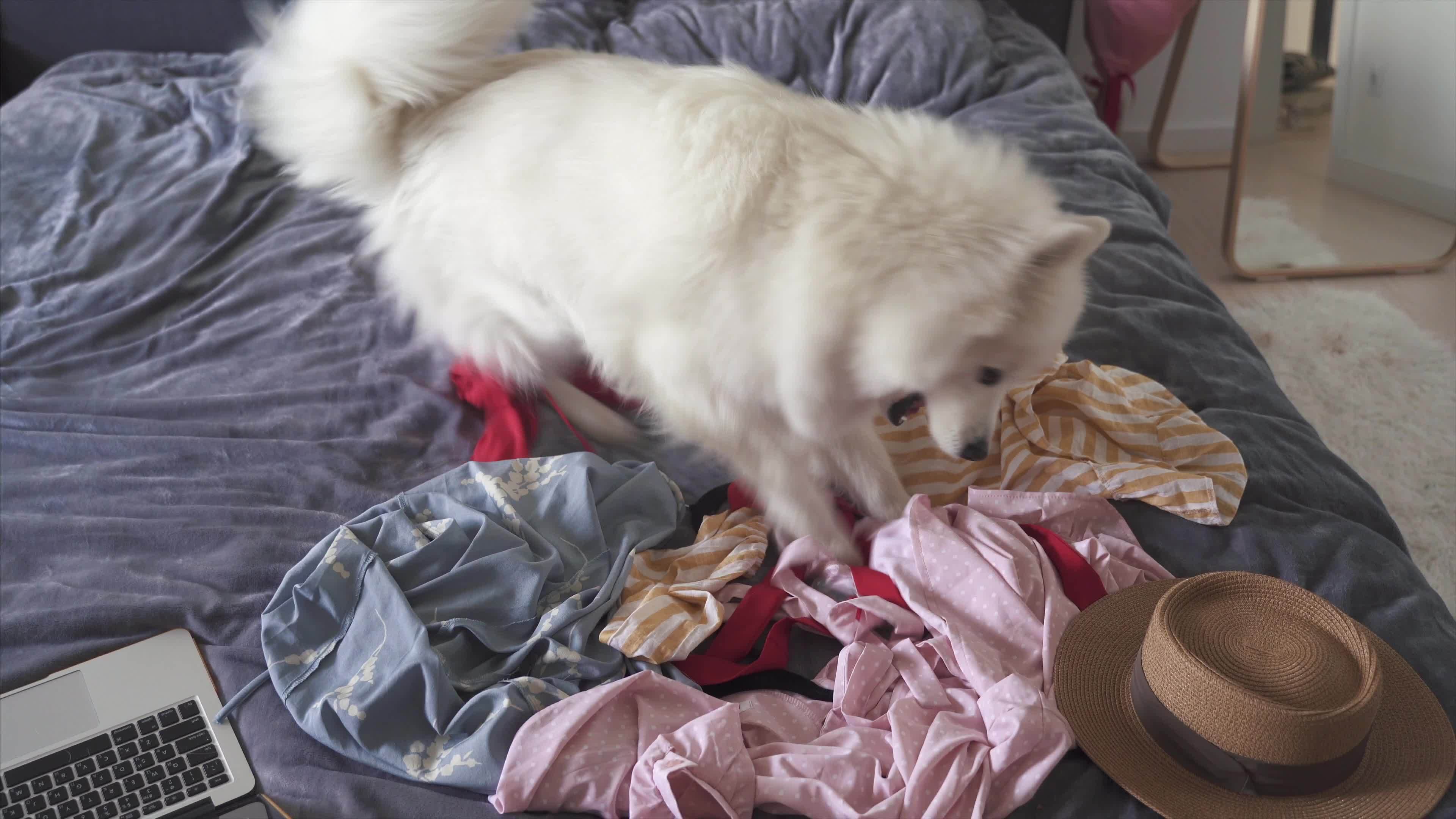 Cute white furry dog messing around on bed 12073434 Stock Video at Vecteezy