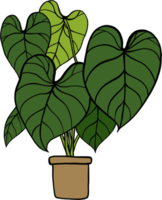 simplicidad philodendron gloriosum houseplant simplicidad dibujo a mano alzada diseño plano. png