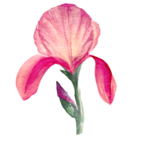 lila iris blomma vattenfärg png