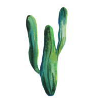 Kaktus-Aquarell-Illustration png
