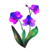 aquarela de orquídea na ilustração png