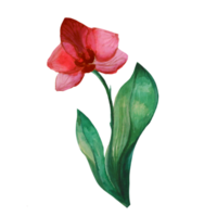 flor de orquídea borgonha png