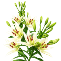 bouquet di fiori di giglio bianco, illustrazione daylily png