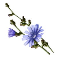 chicory herb with purple flowers, pharmacy herb illustration, png