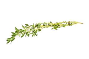 Thyme on white background photo