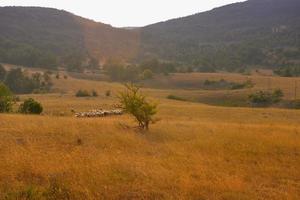 summer landscape view photo