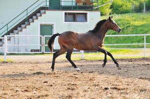 horse nature view photo