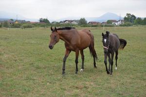 Horse portrait view photo