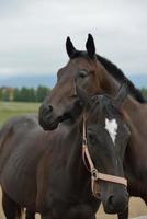 Horse portrait view photo