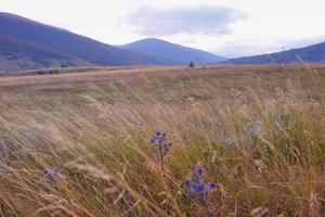 summer landscape view photo