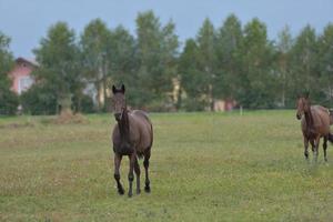 Horse portrait view photo