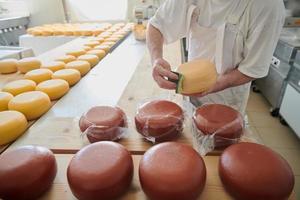 Cheese maker at local  production factory photo