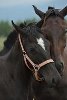 Horse portrait view photo