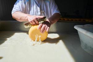 Workers preparing raw milk for cheese production photo