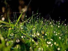 fresh flower and grass background with dew  water drops photo