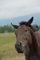 Horse portrait view photo