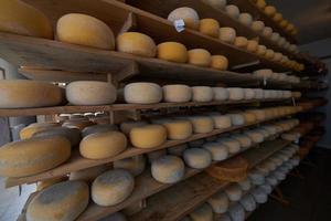 Cheese factory production shelves with aging old cheese photo