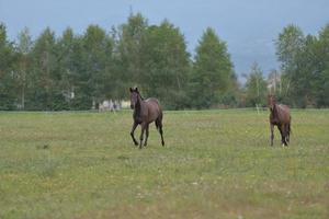 vista de retrato de caballo foto