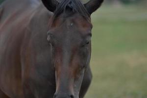 Horse portrait view photo