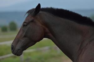 Horse portrait view photo