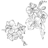 Vector flower of orchid. Ink illustration isolated.